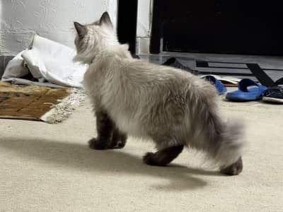 Birman Female