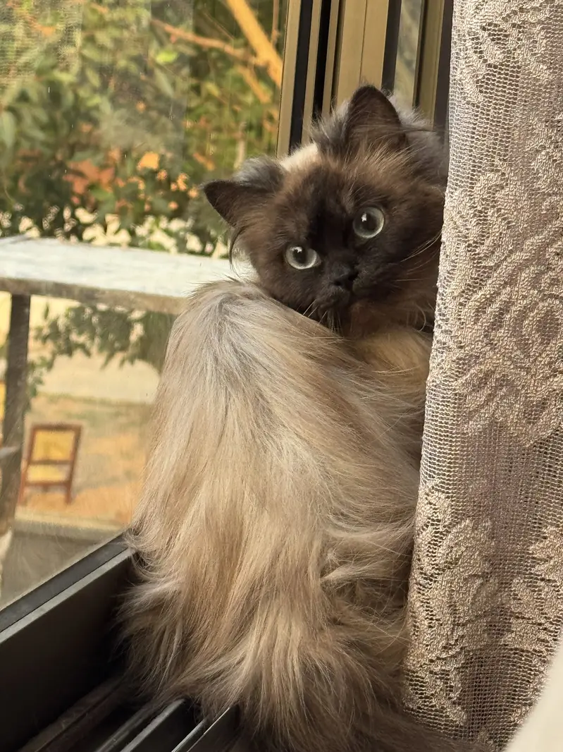 Birman Female — photo 2