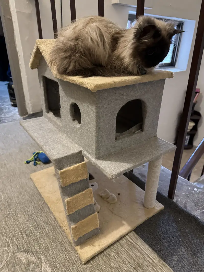 Birman Female — photo 3