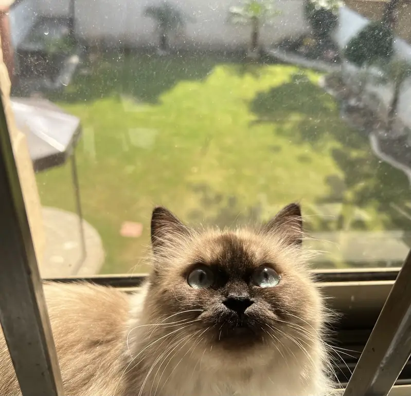 Birman Female — photo 5