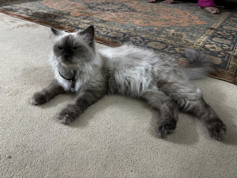 Birman Female — photo 6