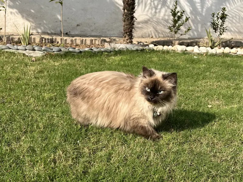 Birman Female — photo 7