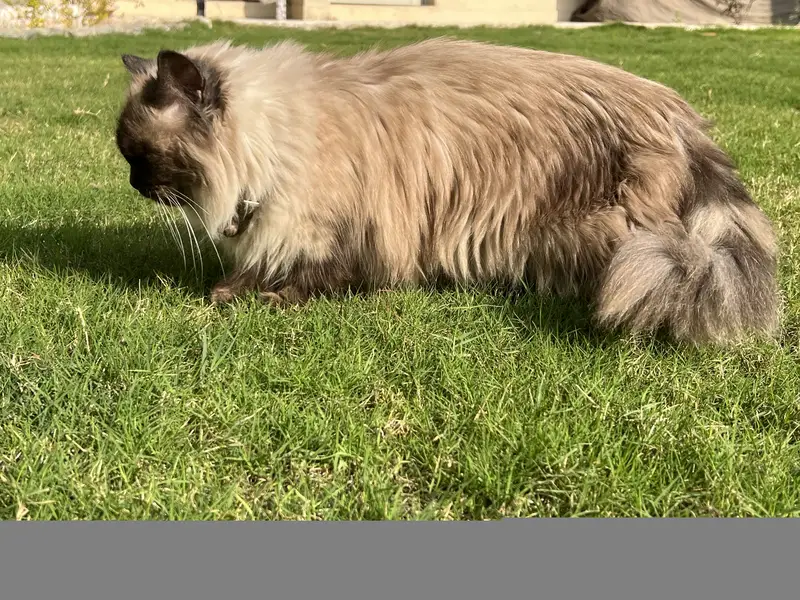 Birman Female — photo 8