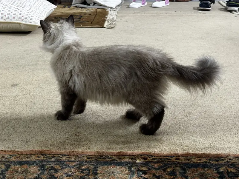 Birman Female — photo 9