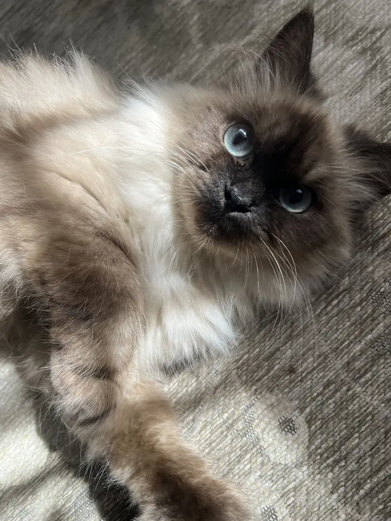 Birman Female — photo 10