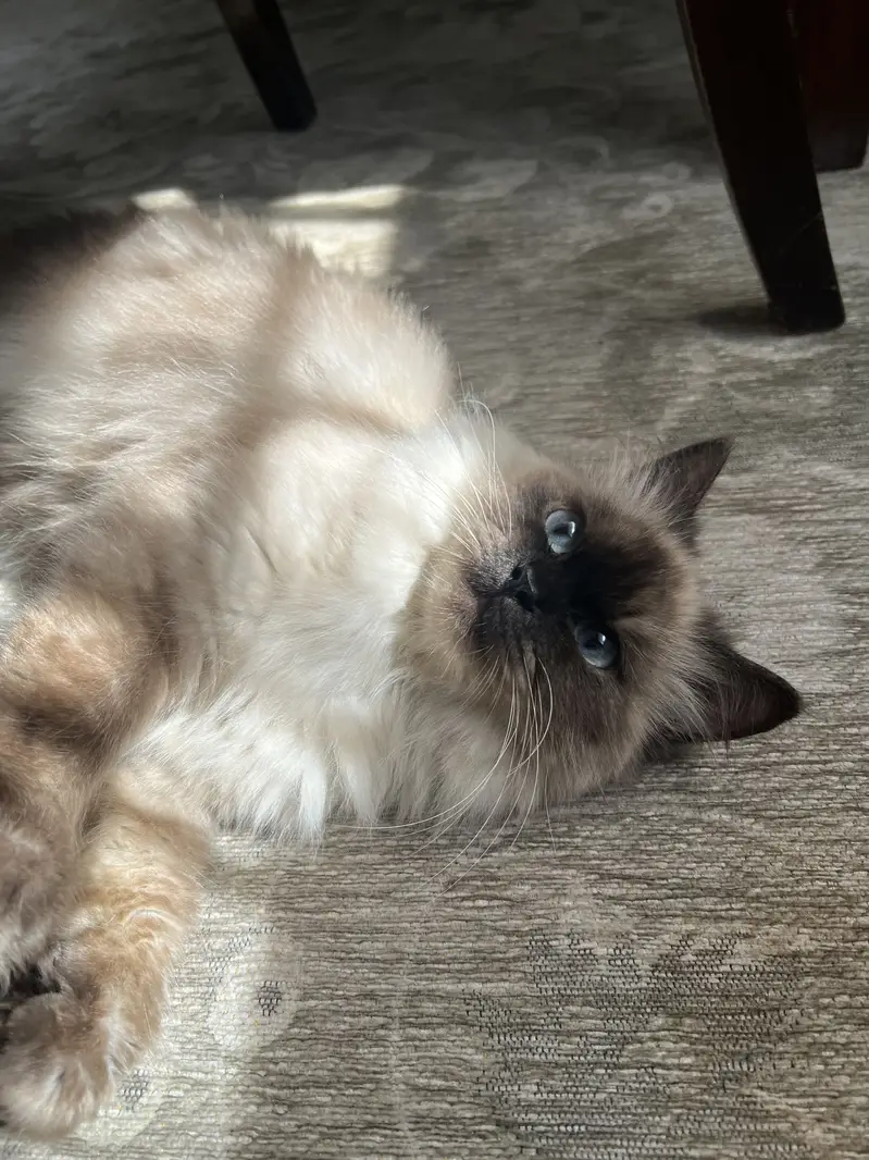 Birman Female — photo 11