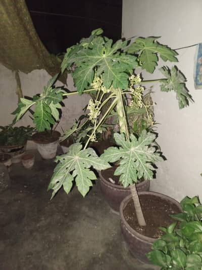 1 year Papaya plant home growth for sale