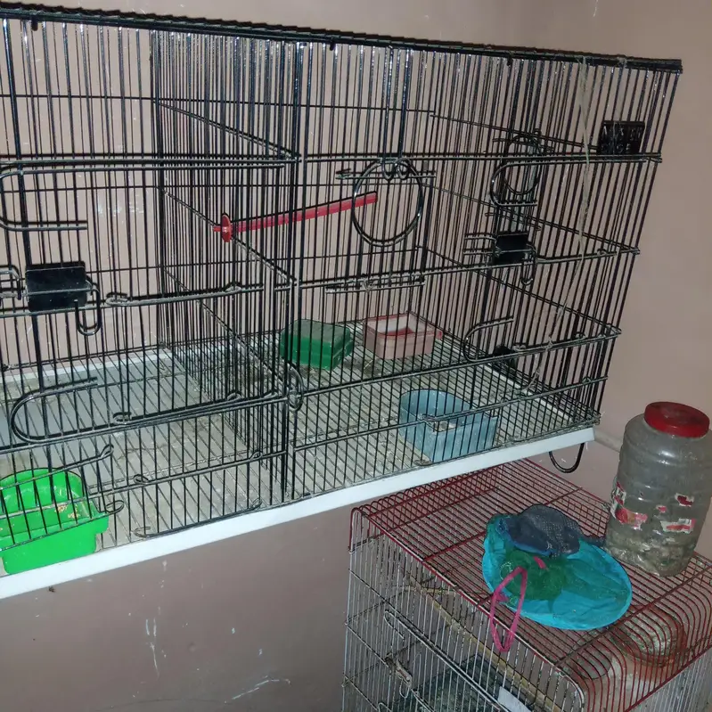 cage #pinjra# darba# master cage # double portion — photo 4