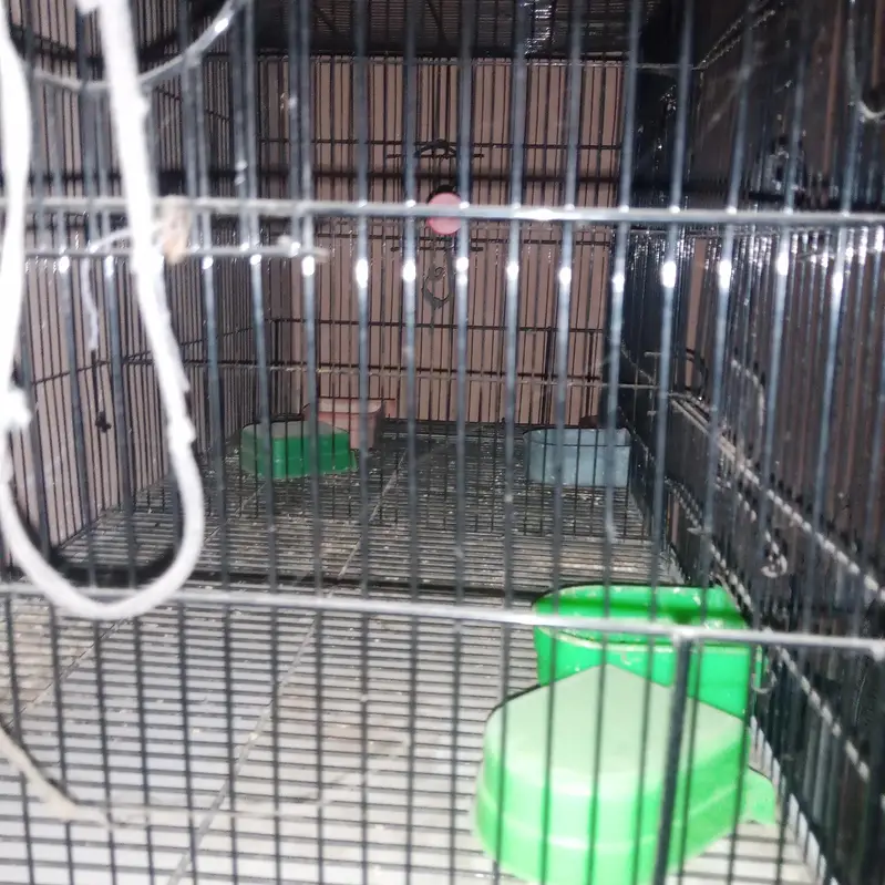 cage #pinjra# darba# master cage # double portion — photo 6