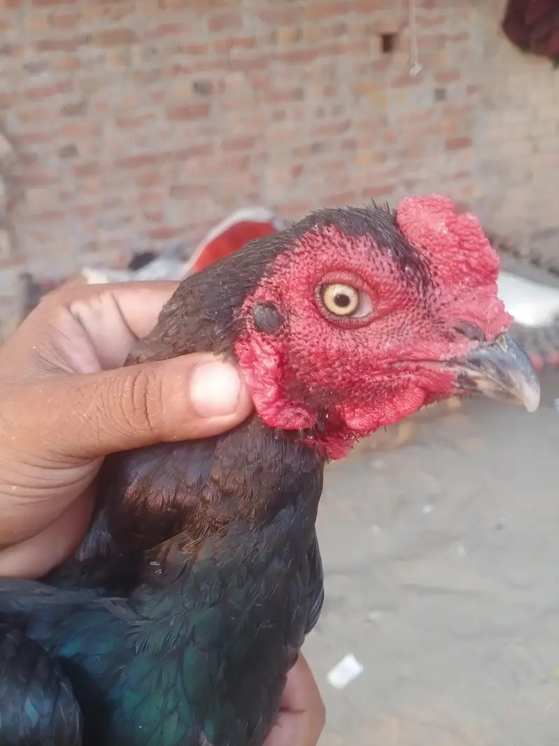 aseel murga
