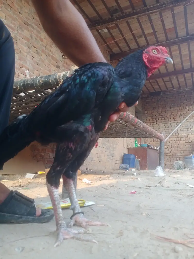 aseel murga — photo 2