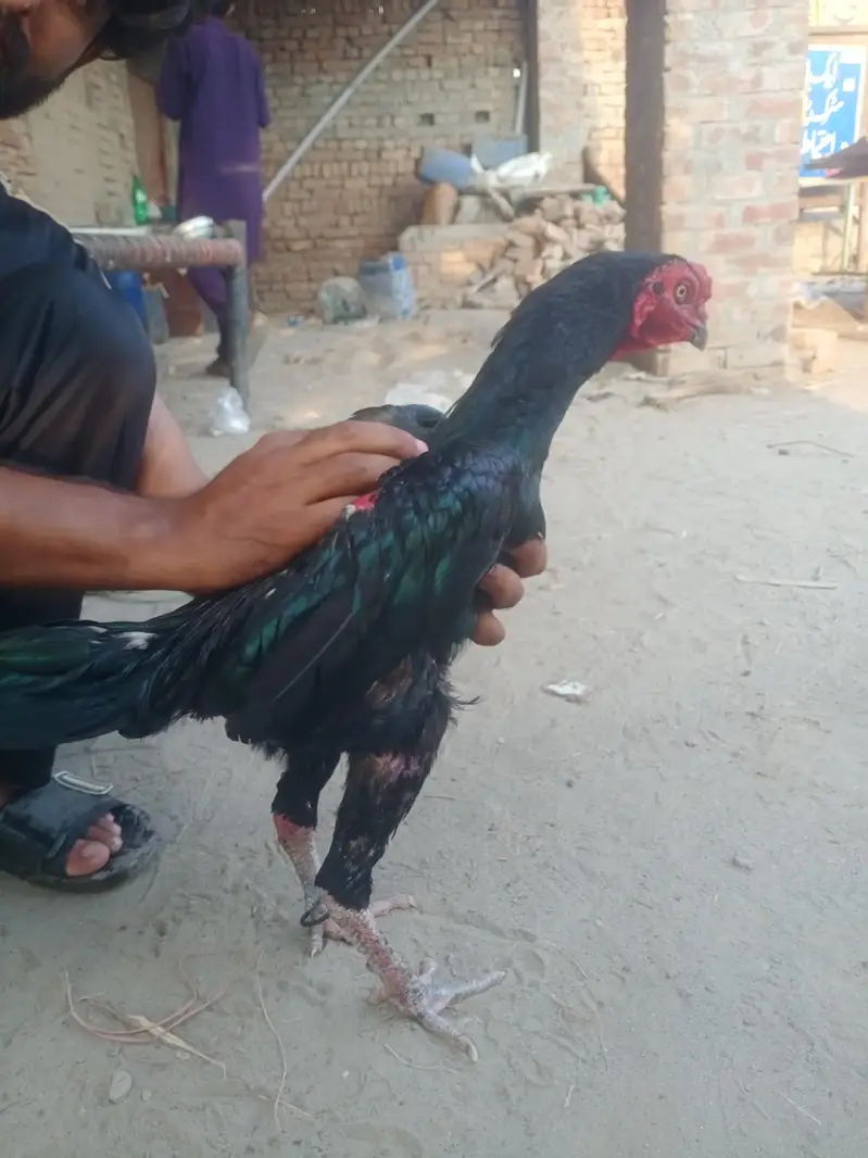 aseel murga — photo 3