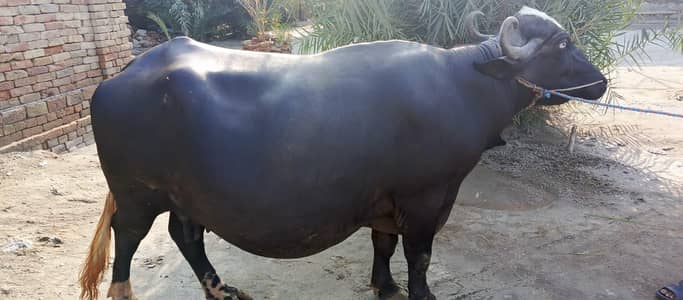 New sova buffalo