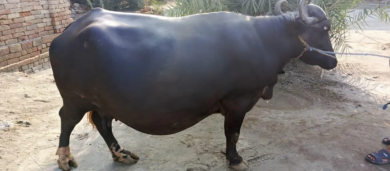 New sova buffalo — photo 2