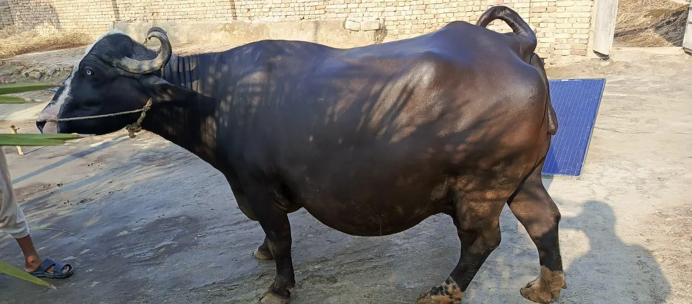 New sova buffalo — photo 3