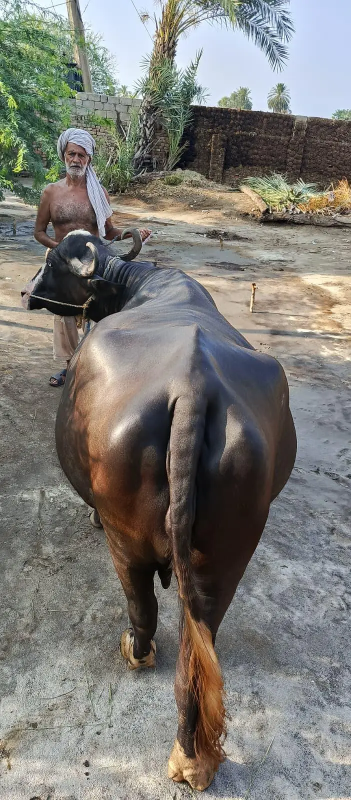 New sova buffalo — photo 4