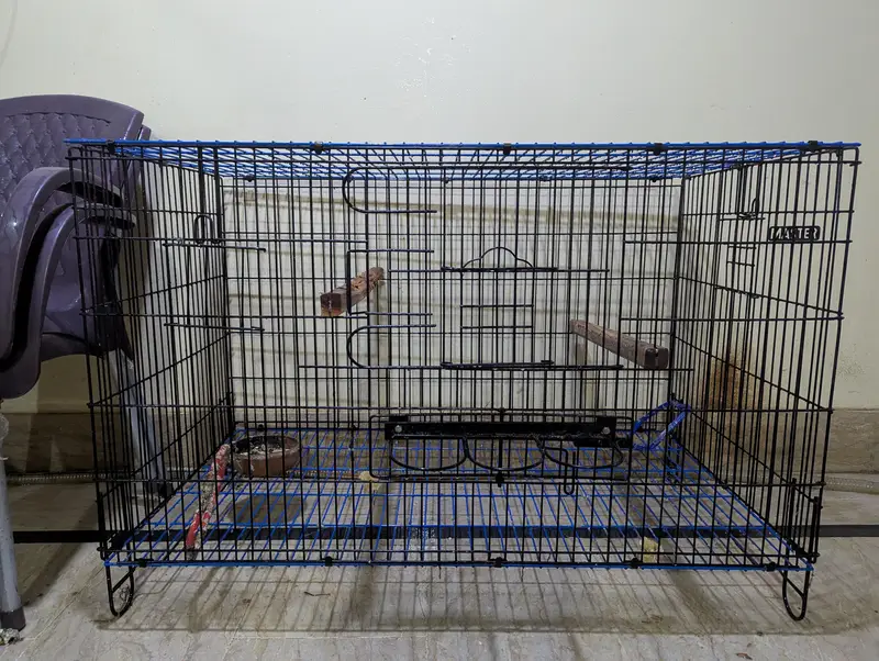 folding cage best for ringneck pahari r grey breeding purpose