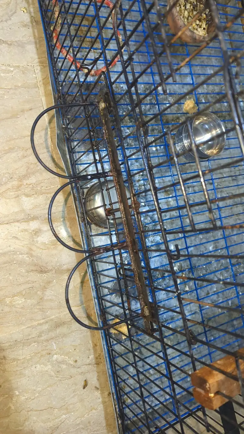 folding cage best for ringneck pahari r grey breeding purpose — photo 2