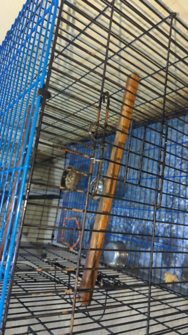 folding cage best for ringneck pahari r grey breeding purpose — photo 3