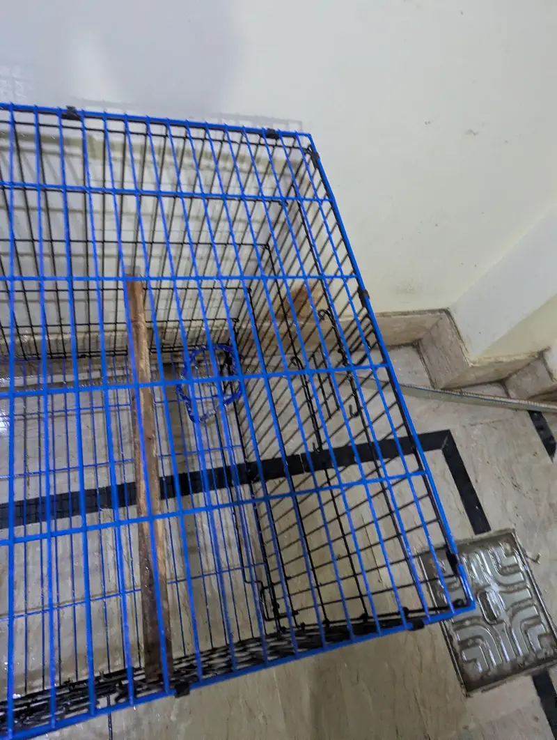 folding cage best for ringneck pahari r grey breeding purpose — photo 5