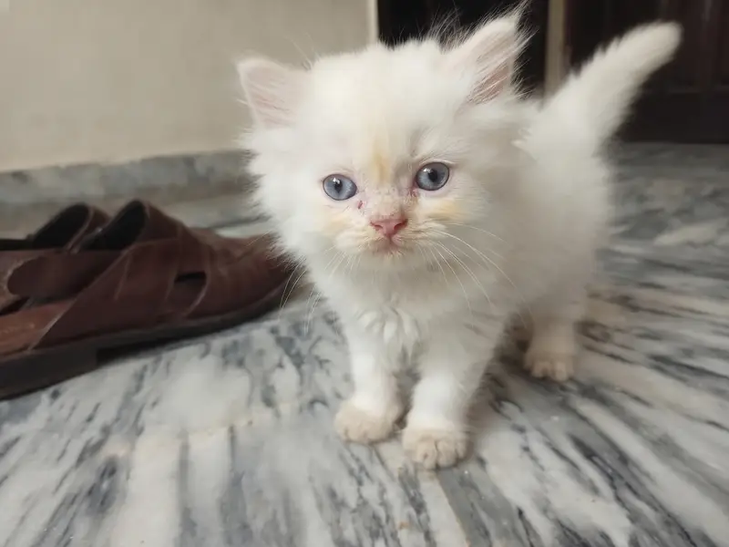 Male Female and Kittens — photo 9