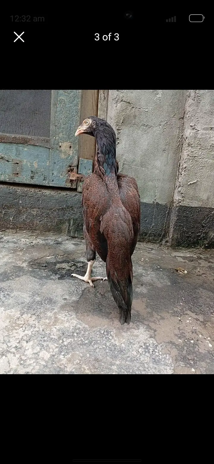 3 mrugiya 1 murga — photo 2