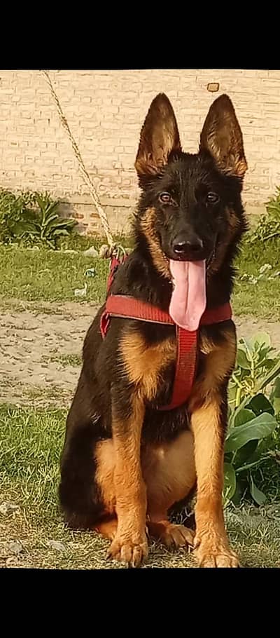 German shepherd store code mein female healthy and active for sale