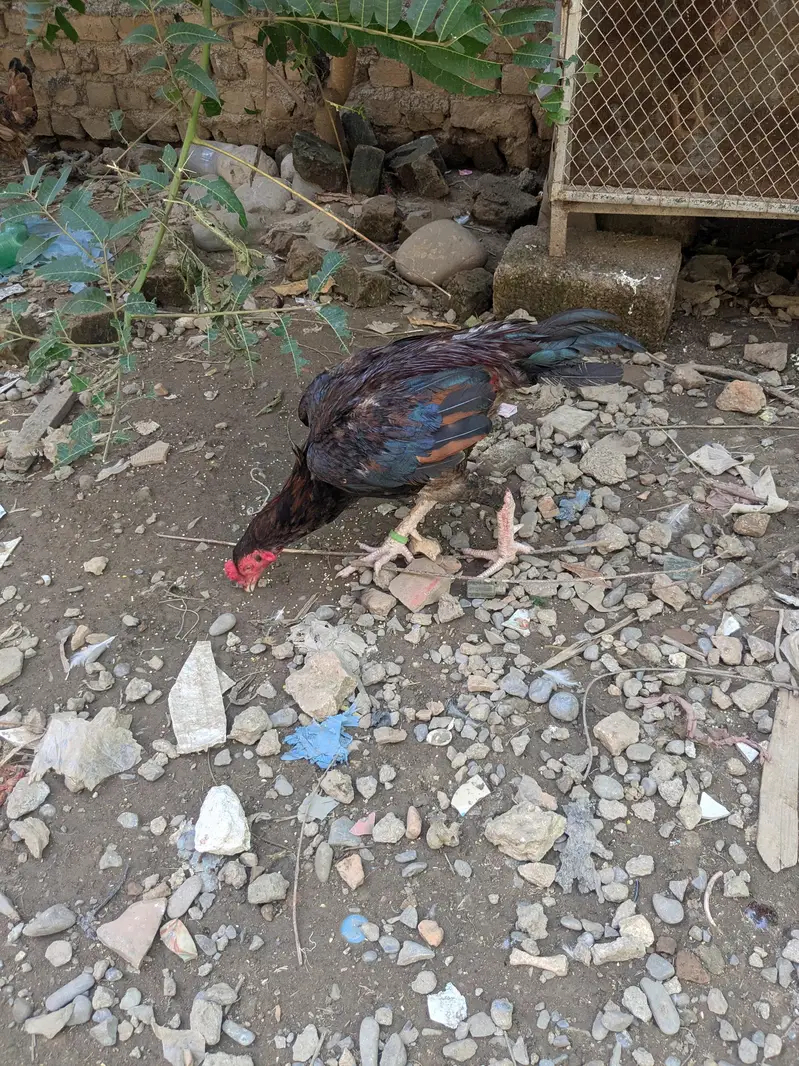 Aseel Patha — photo 2