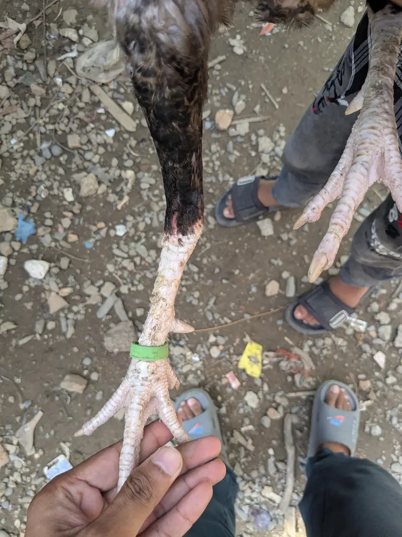 Aseel Patha — photo 4