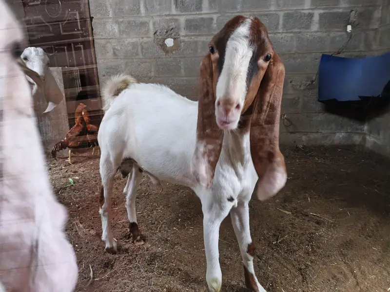 Bakrey for sale — photo 6