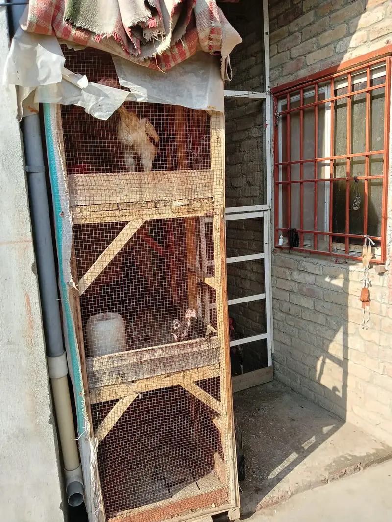 Wooden Cage