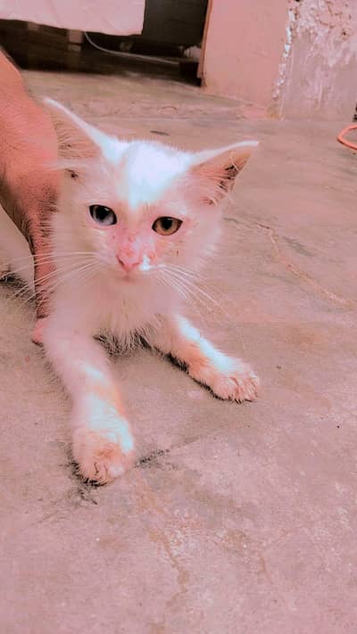 Russian Female cat