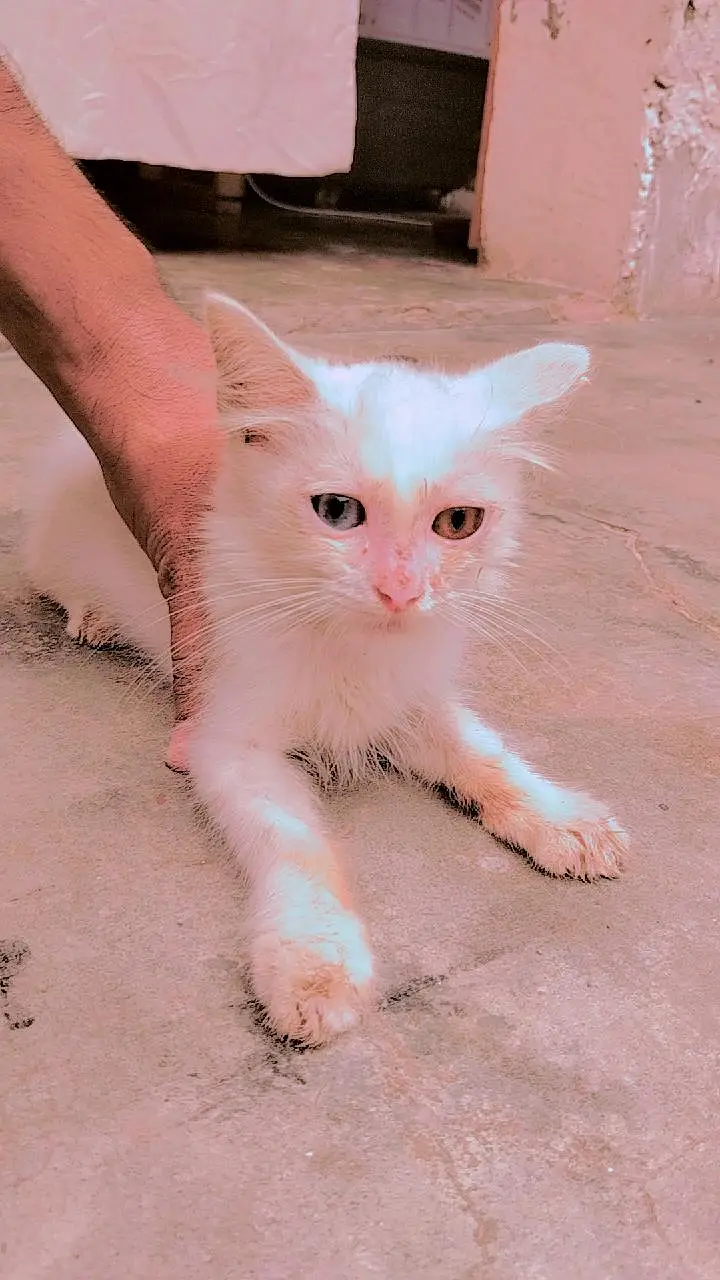 Russian Female cat — photo 2