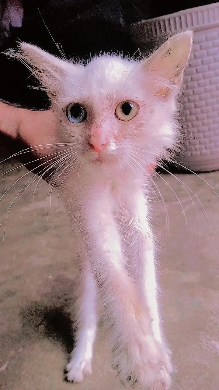 Russian Female cat — photo 3