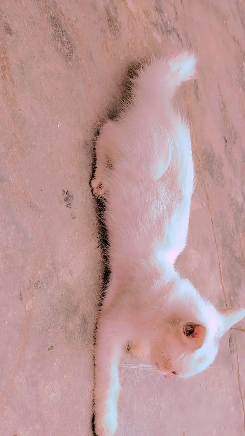 Russian Female cat — photo 4