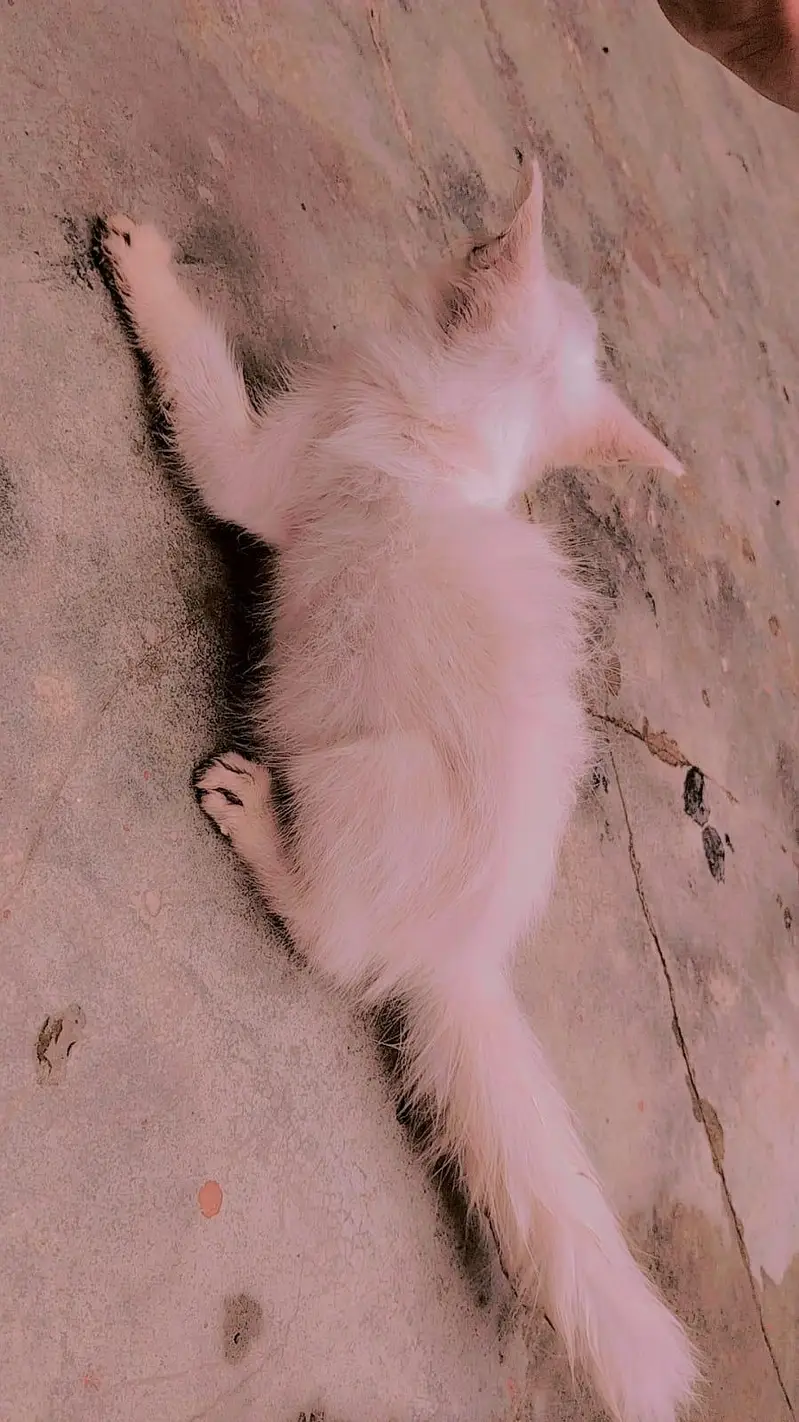 Russian Female cat — photo 5