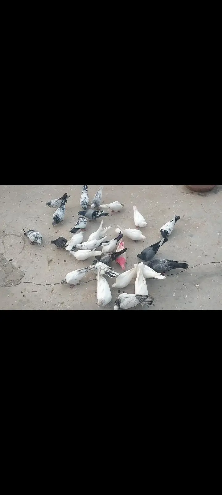 Kabooter For Sale Patti Wale Or Graybaaz