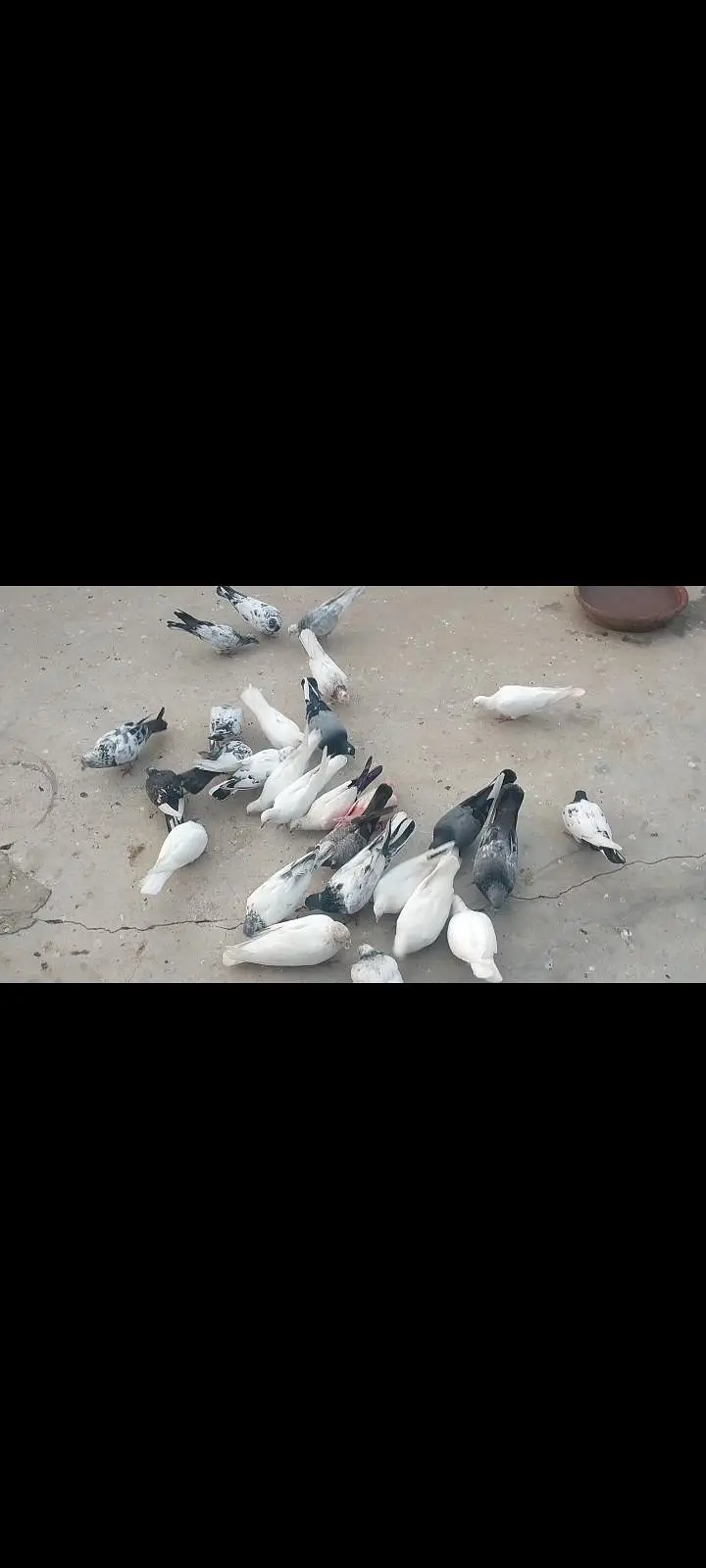 Kabooter For Sale Patti Wale Or Graybaaz — photo 2