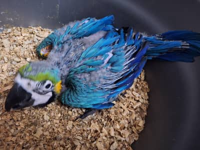 Bleu gold macaw chicks African grey chicks available
