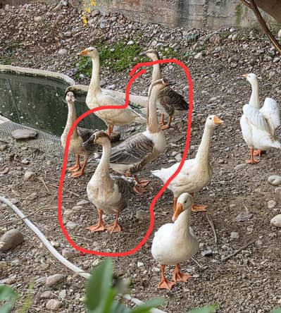 Long neck ducks/geese breeding pair