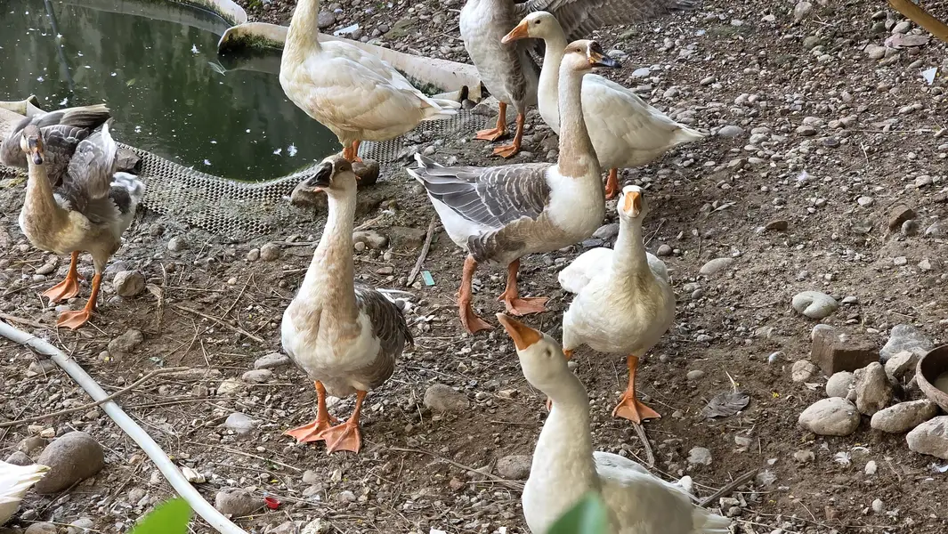 Long neck ducks/geese breeding pair — photo 2