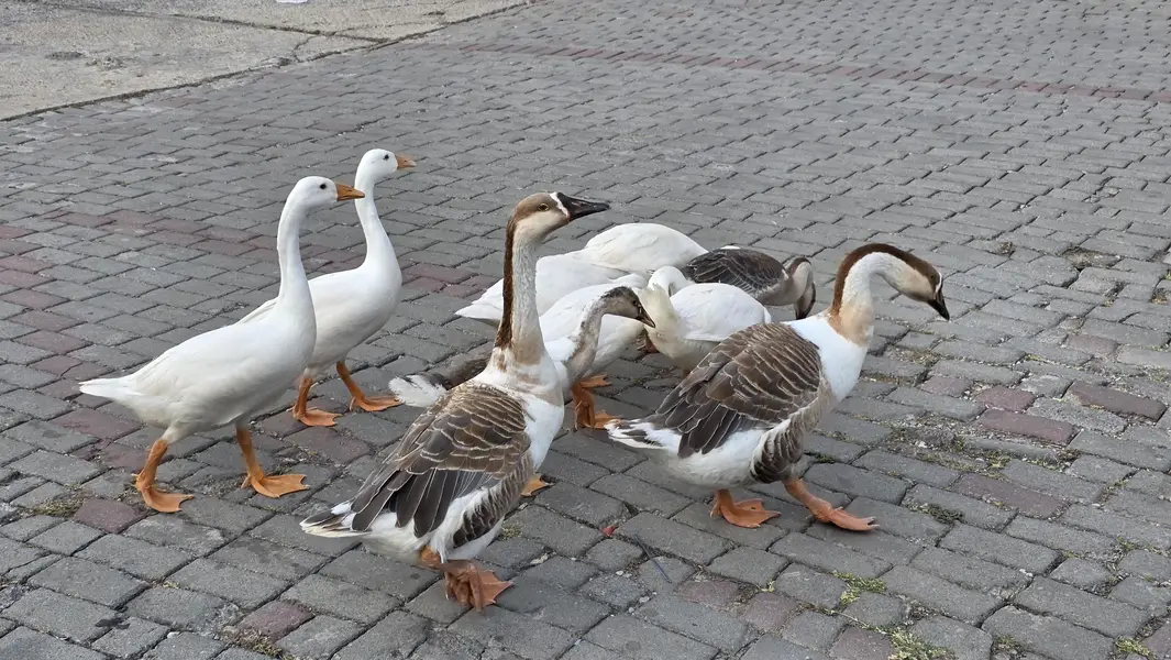 Long neck ducks/geese breeding pair — photo 3