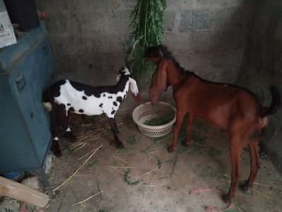 male female pair for sale Punjab bread watts ap 03162274028