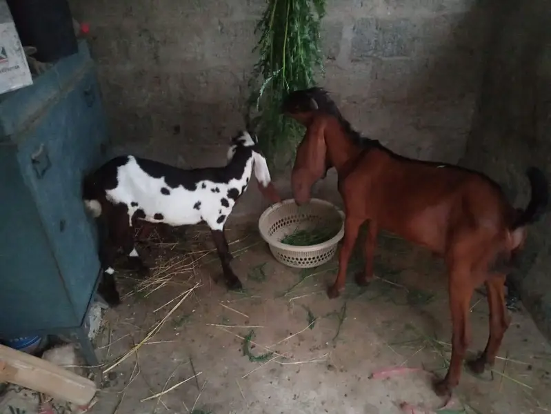 male female pair for sale Punjab bread watts ap 03162274028