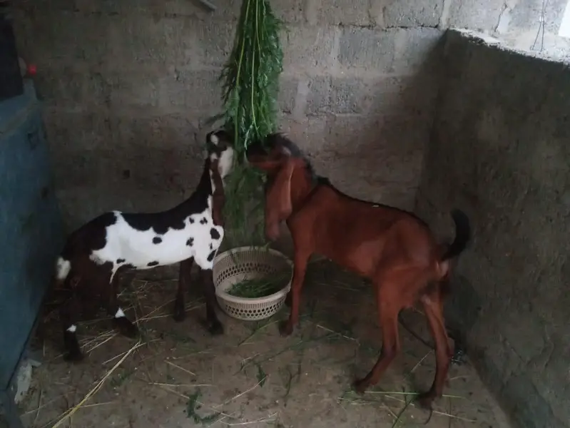 male female pair for sale Punjab bread watts ap 03162274028 — photo 2