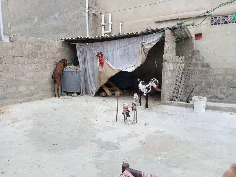 male female pair for sale Punjab bread watts ap 03162274028 — photo 3