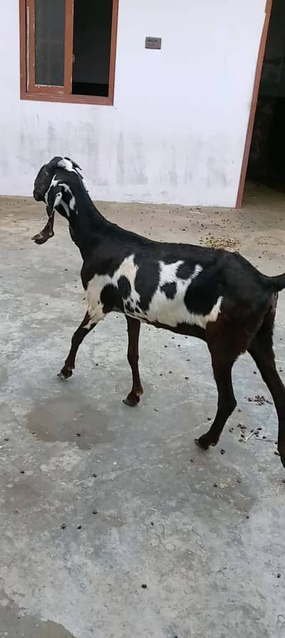 betal bakri white eyes