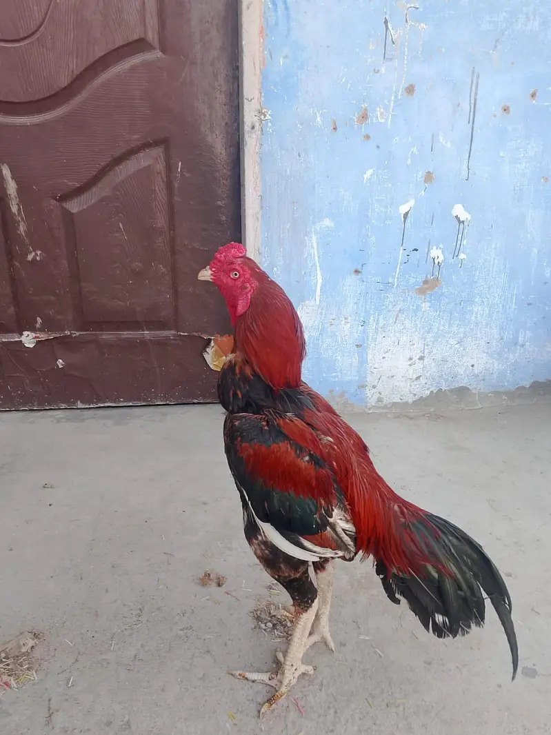 lakha panjab