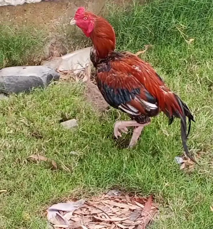 lakha panjab — photo 2