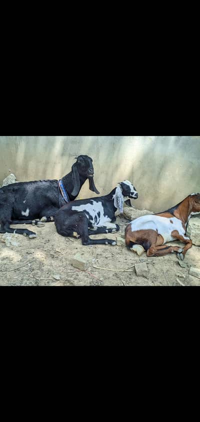 PUNJABI BAKRI FOR SELL WITH 2 MALE KIDS